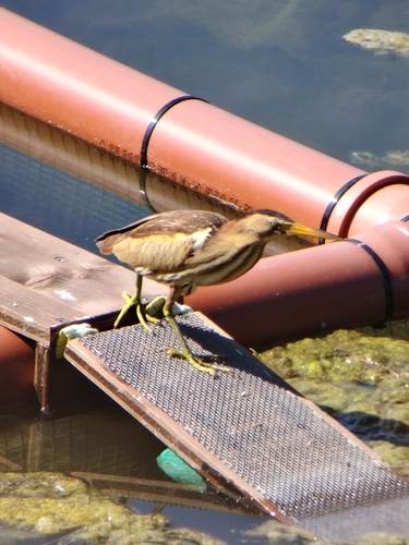 iNaturalist image