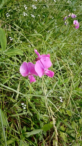 broad-leaved sweet pea