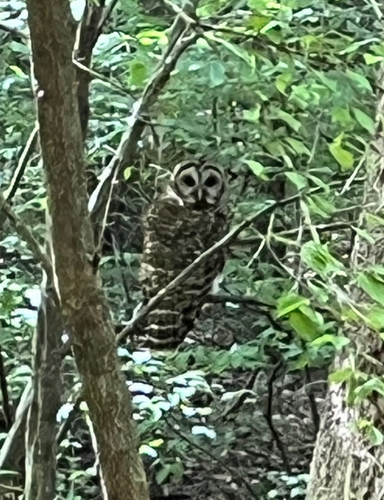Barred Owl