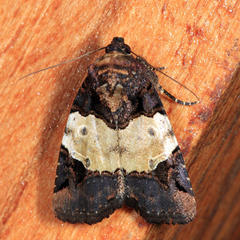 Hampsonodes