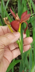 Iris fulva