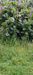 Phytolacca polyandra, photograph (c) Andrew Gibson, some rights reserved (CC BY)