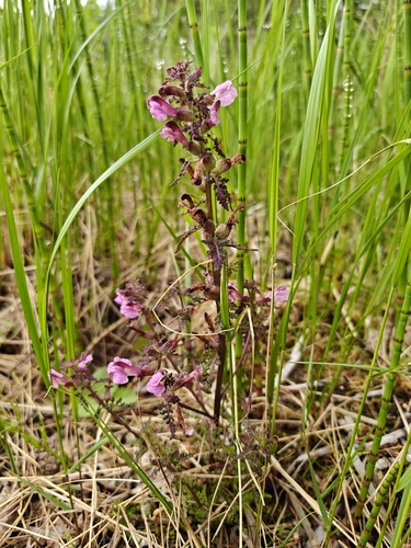 Marsh Lousewort