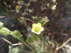 Emmenanthe penduliflora penduliflora