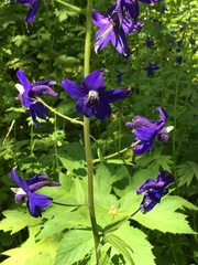 Delphinium menziesii