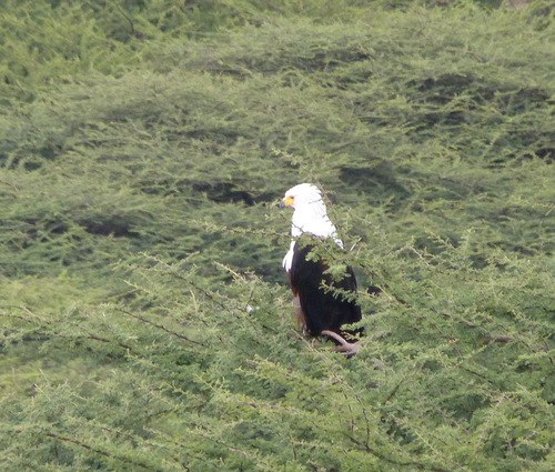 iNaturalist image