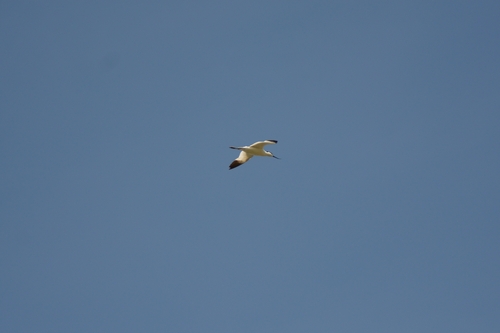 iNaturalist image