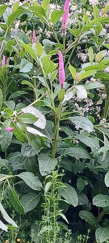 Phytolacca polyandra, photograph 5
