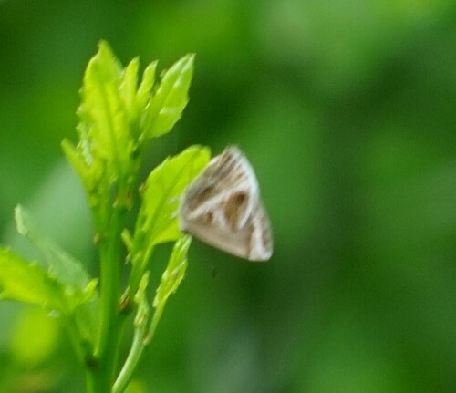 Lantana Scrub-Hairstreak photo 3