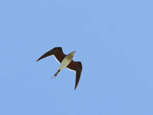 Canastera común (Glareola pratincola)