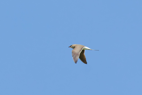 Collared Pratincole (Glareola pratincola), photo 8