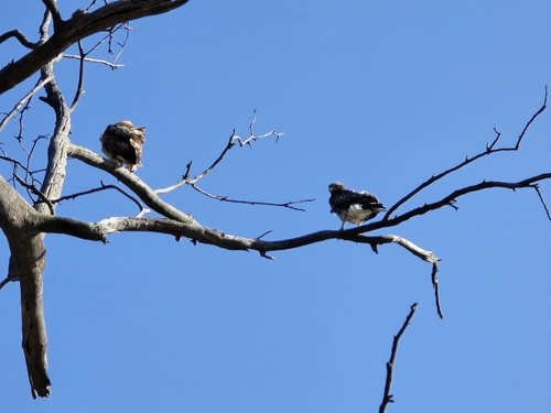 Red-tailed Hawk