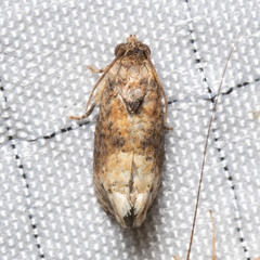 Ecdytolopha mana