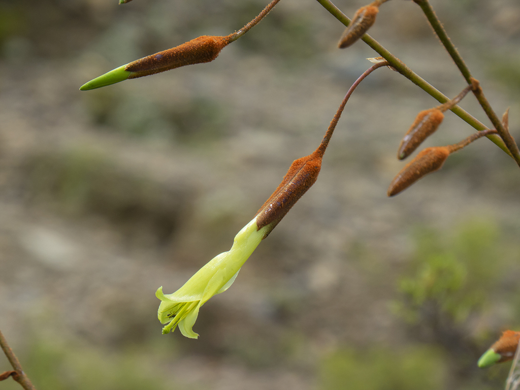 Puya cochabambensis