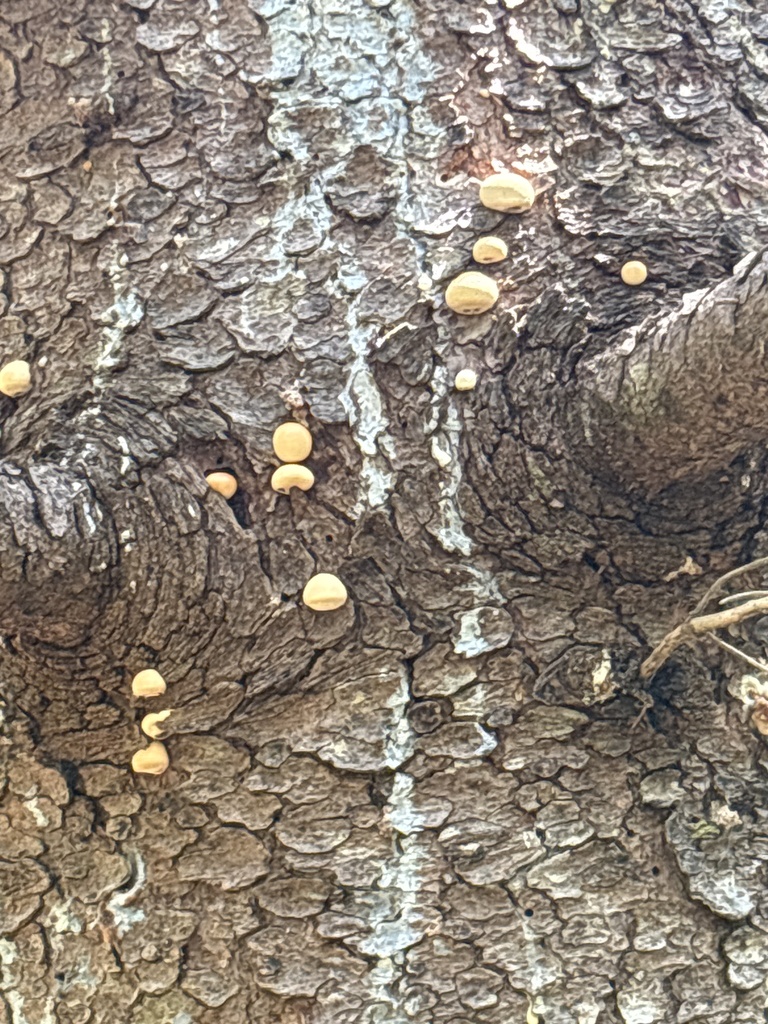 Veiled Polypore · June 2026 · photo: Photo: (c) scaup, some rights reserved (CC BY) · iNaturalist
