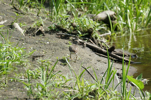 iNaturalist image