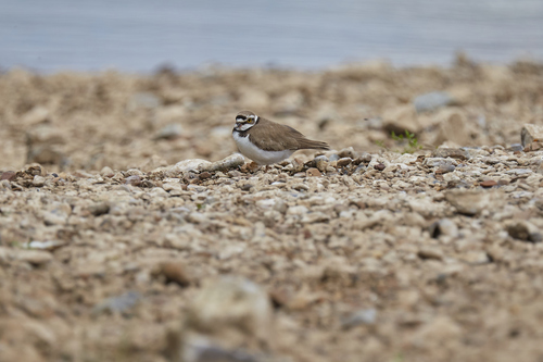 iNaturalist image