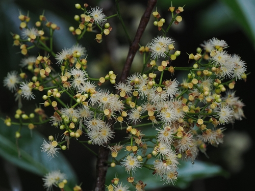 Syzygium nervosum observed 2026-06-06