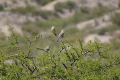 Stigmatura budytoides