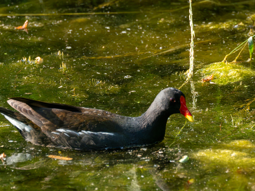 iNaturalist image