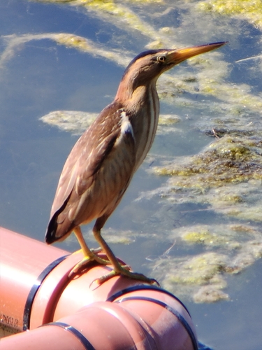 iNaturalist image