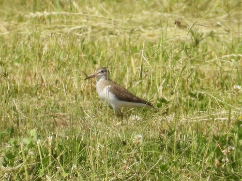 iNaturalist image