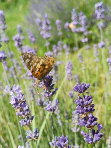 Painted Lady