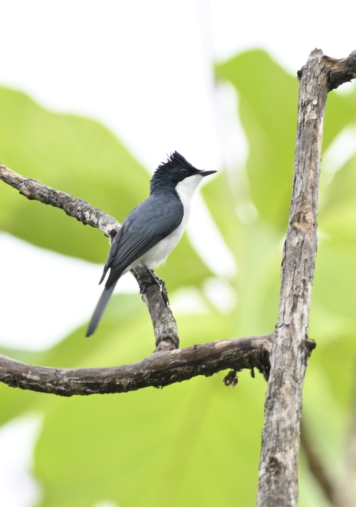 Sikatan kelabu (Myiagra galeata)