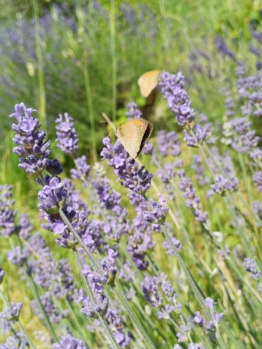 Meadow Brown