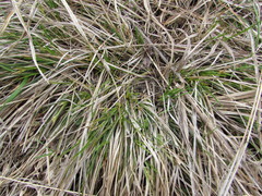 Carex umbellata