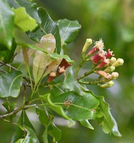 Syzygium aromaticum observed 2026-05-20