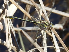 Phanogomphus oklahomensis