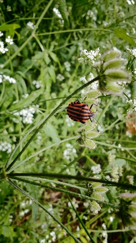Continental Striped Shield Bug