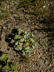 Eriophyllum pringlei