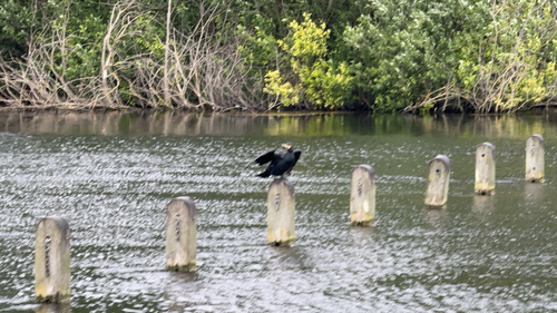iNaturalist image