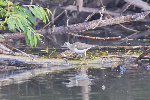 iNaturalist image
