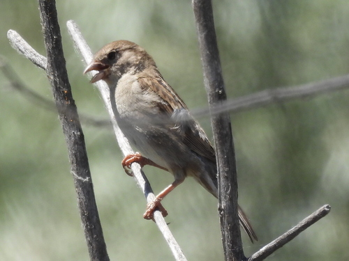 House Sparrow photographed in Idaho