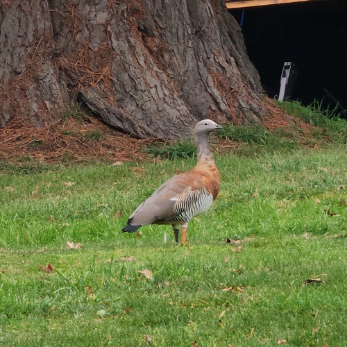 Ashy-headed Goose