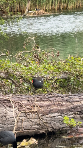 iNaturalist image