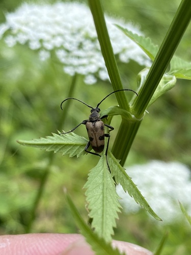 speckled longhorn beetle