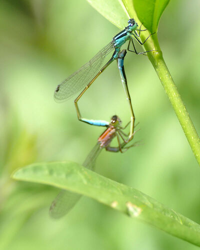 Blue-tailed Damselfly