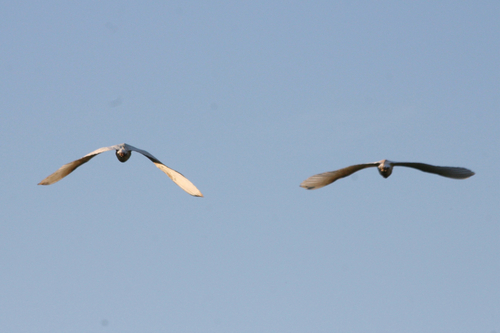 iNaturalist: (c) SellamAbdelkrim, some rights reserved (CC BY-NC), uploaded by SellamAbdelkrim iNaturalist image