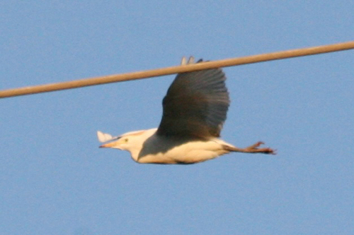 iNaturalist image