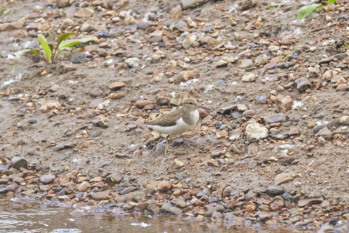 iNaturalist image