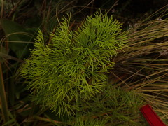 Anisotome cauticola