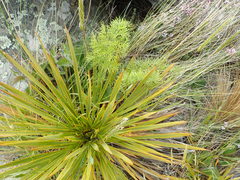 Anisotome cauticola