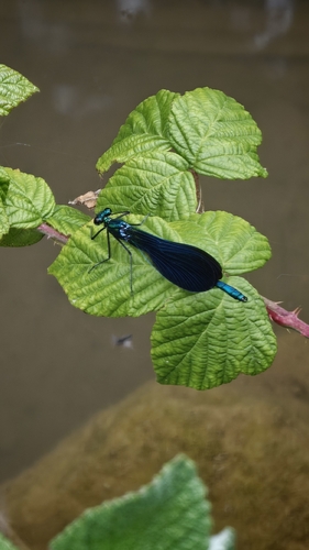 Beautiful Demoiselle