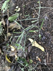 Parsonsia capsularis