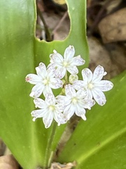 Clintonia umbellulata
