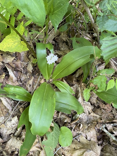 Clintonia umbellulata, photograph 2